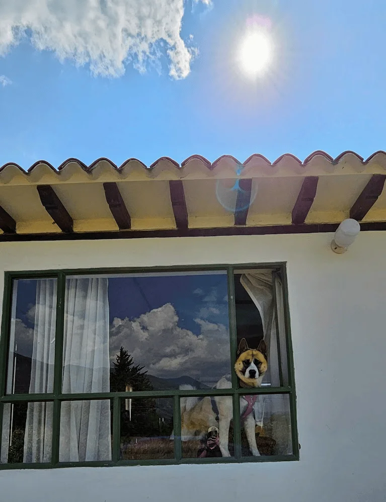 Mascotas bienvenidas en Madre Tierra Hostels